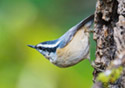 Sitta canadensis